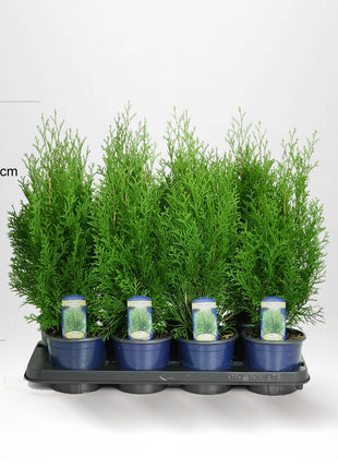 Thuja Smaragd 20-30cm Co1/P9, Kvalitet A