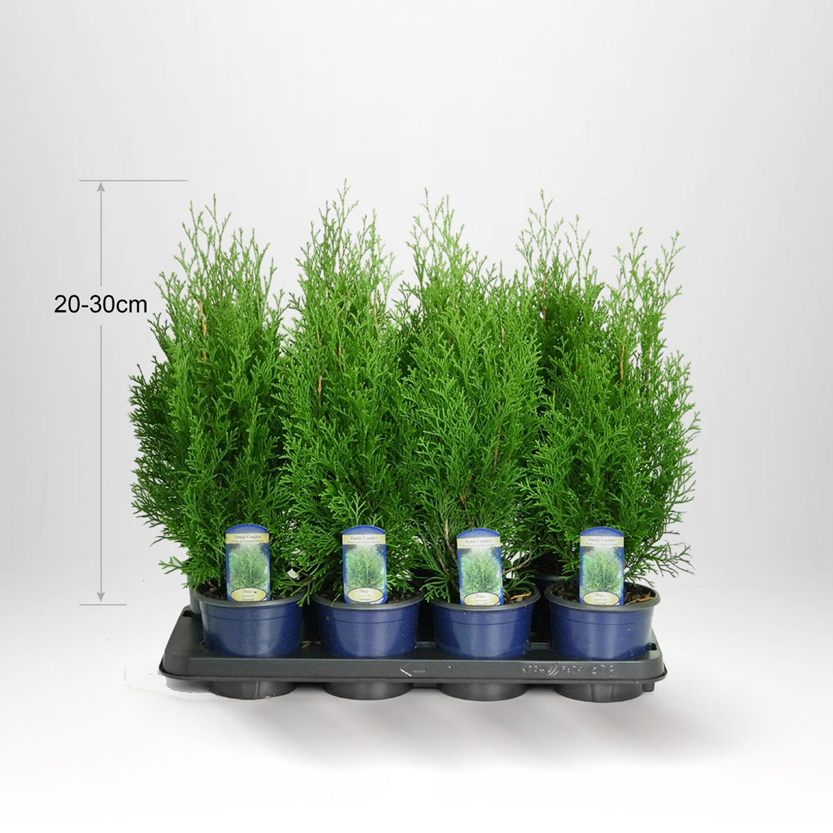 Thuja Smaragd 20-30cm Co1/P9, Kvalitet A