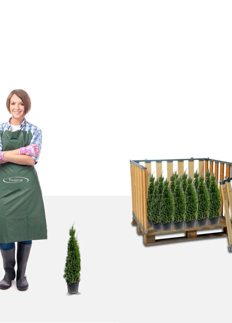 Stort paket - 100 st Tuja Smaragd 20/40 cm P9 - Fri frakt