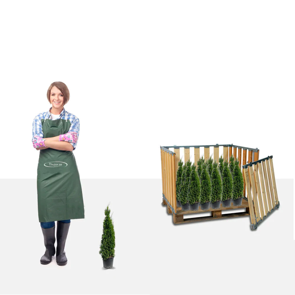 Stor pakke - 100 stk Tuja Smaragd 20/40 cm P9 - Gratis frakt