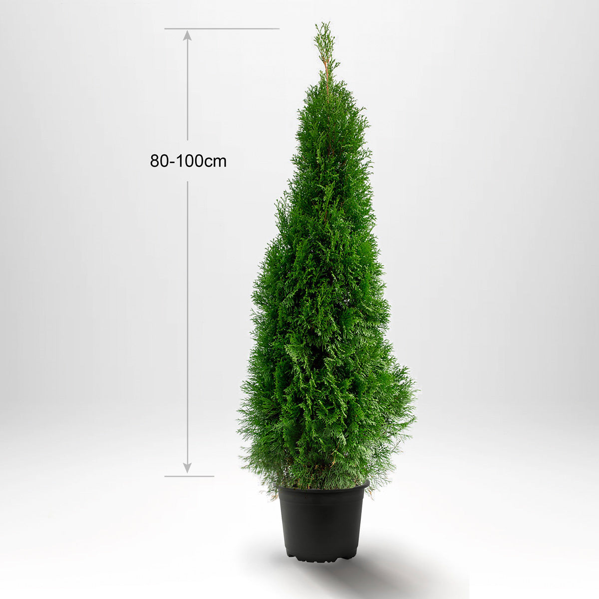 Thuja Smaragd 80-100 cm, Pottedyrket 3L, Kvalitet: Landscape Quality