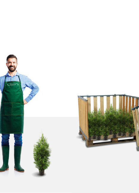 Thuja Brabant 20/40+ cm Potted P9 - Stort paket - Fri frakt 