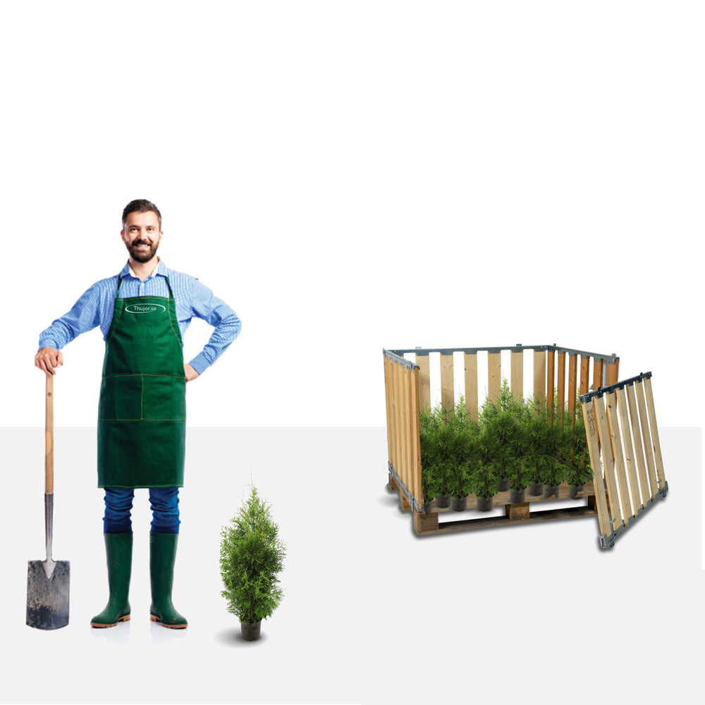 Thuja Brabant 20/40+ cm Potted P9 - Stort paket - Fri frakt 