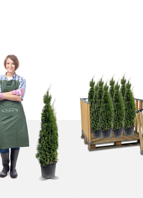 Stort paket - 40 st Tuja Smaragd 110+ cm - Fri frakt 