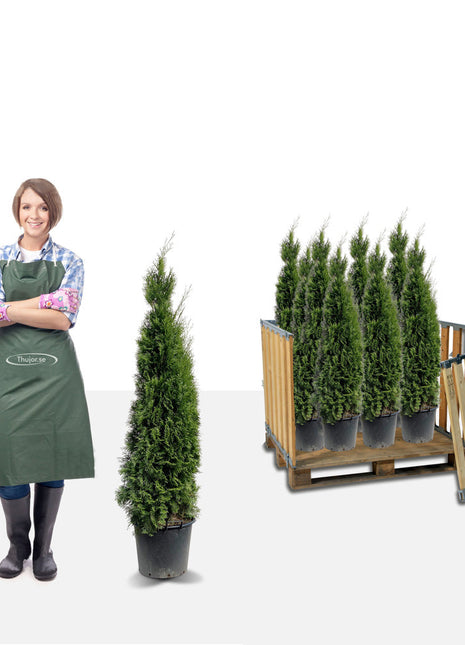 Stort paket - 34 st Tuja Smaragd 130+ cm - Fri frakt 