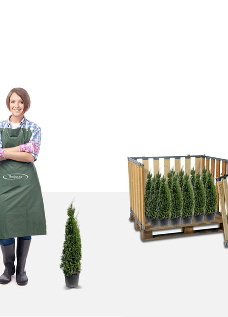 Stort paket - 200 Tuja Smaragd 50+ cm - Fri frakt 