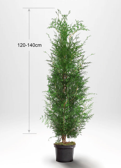 Thuja Occ Brabant 120-140 cm, Kruk 10 L, Kvalitet: Standard