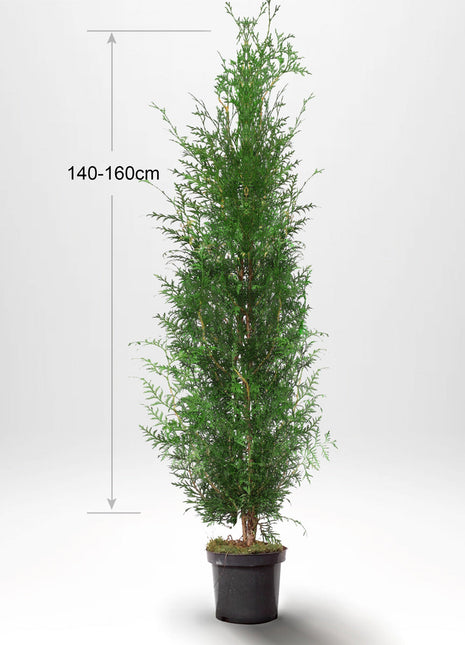 Thuja Occ Brabant 140-160 cm, Potted Co 10, Kvalitet: Standard
