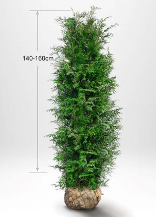 Thuja Brabant 140-160 cm, RB, Landskapskvalitet