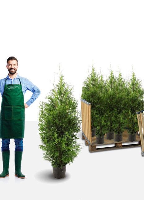 Thuja Brabant 160-180 cm Potted Co 12 - Landscape Q