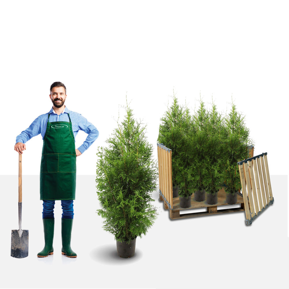 Thuja Brabant 180-200 cm, Potted Co 12 - Landscape Q