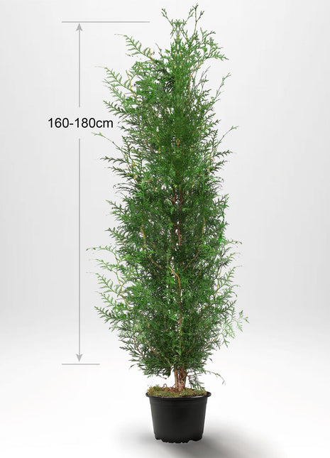 Thuja Occ Brabant 160-180 cm, Potted Co 10, Kvalitet: Standard