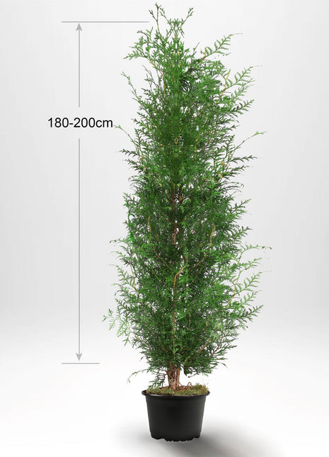 Thuja Occ Brabant 180-200 cm, Potted Co 10, Kvalitet: Standard