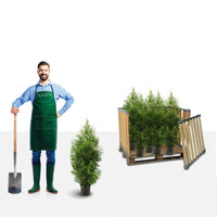 Thuja Brabant 80-100 cm Potted Co 3 - Landscape Q