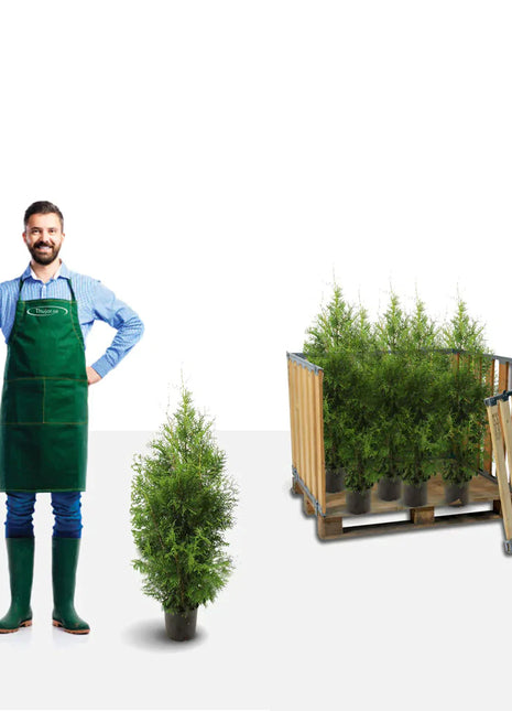 Thuja Brabant 80-100 cm Potted Co 3 - Landscape Q