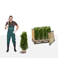 Thuja Brabant 160-180 cm Rotklump - Landskap Q 