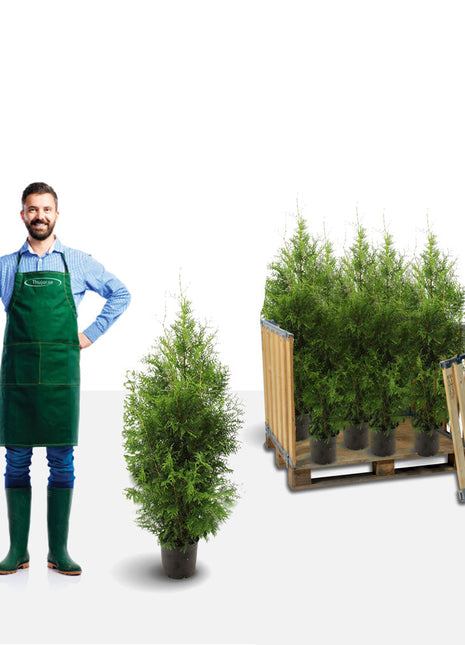 Thuja Brabant, 120-140 cm, Pottedyrket Co 5 - Landscape Q
