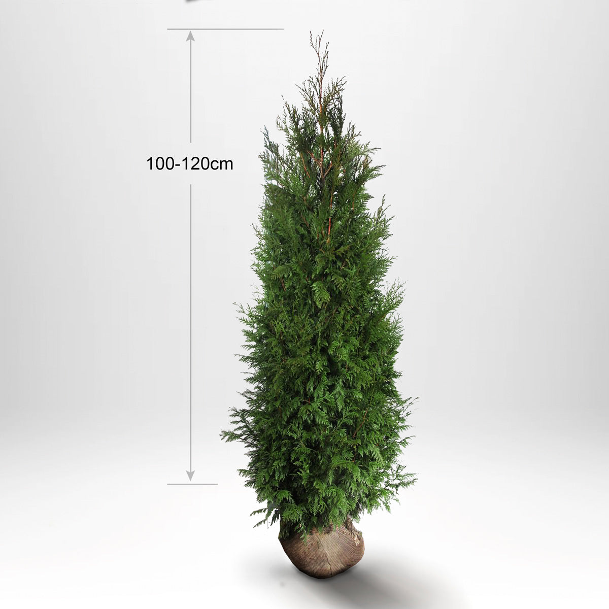 Thuja Martin 100-120cm, Rotklump