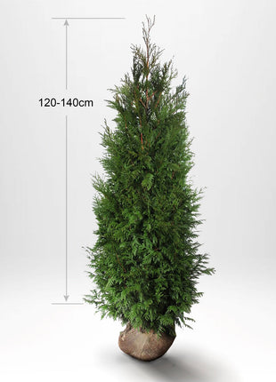 Thuja Martin 120-140cm, Rotklump