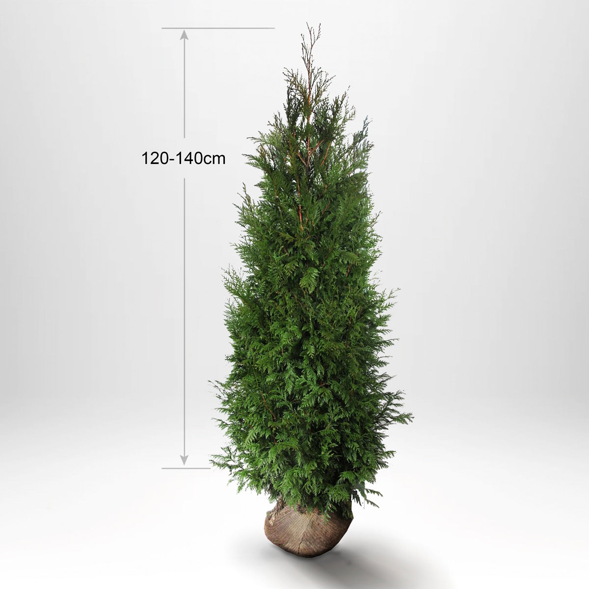 Thuja Martin 120-140cm, Rotklump