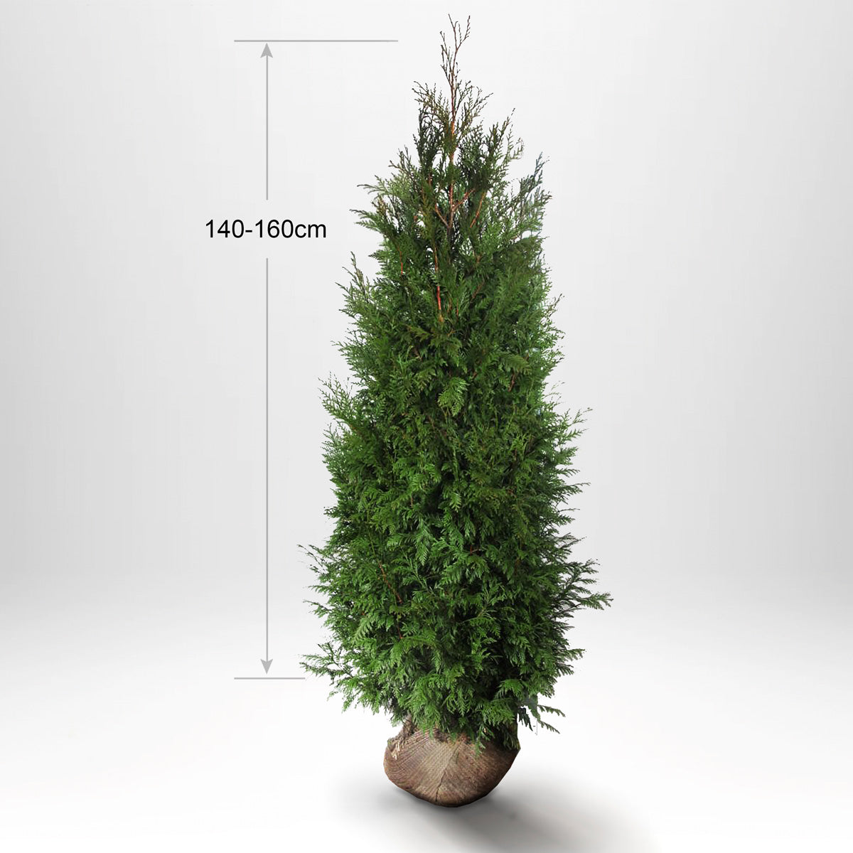 Thuja Martin 140-160 cm, Rotklump