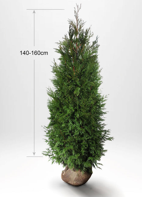 Thuja Martin 180-200 cm, Rotklump