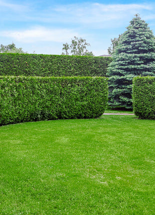 Thuja Martin 180-200 cm, Rotklump