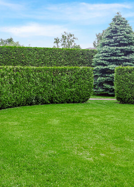 Thuja Martin 160-180 cm, Rotklump