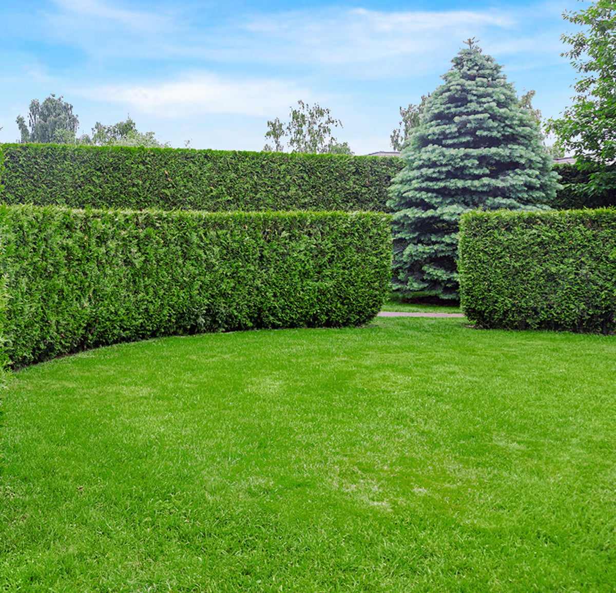 Thuja Martin 100-120cm, Rotklump