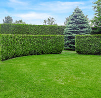 Thuja Martin 100-120cm, Rotklump