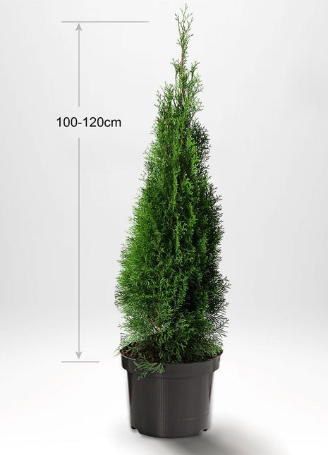 Thuja Smaragd 100-120 cm, Krukad, Kvalitet: Standard