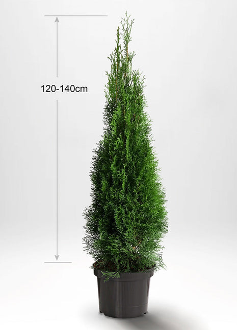 Thuja Smaragd 120-140 cm, Krukad, Kvalitet: Standard 
