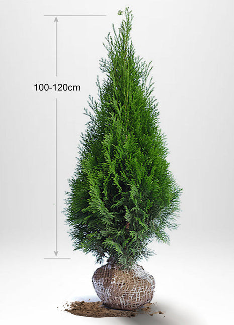 Thuja Smaragd 100-120 cm, RB, Kvalitet: Landskapskvalitet