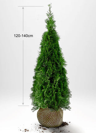 Thuja Smaragd 120-140 cm, RB, Kvalitet: Landscape Quality