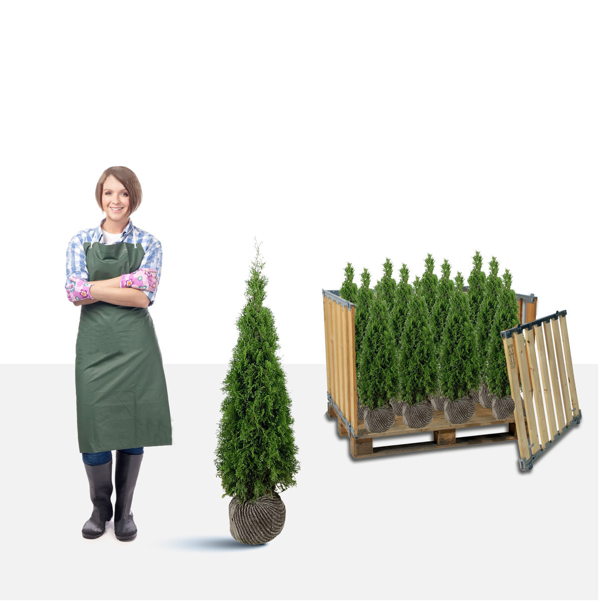 Thuja Smaragd 160-180 cm Rotklump - Landskap Q - Stort paket - Fri frakt