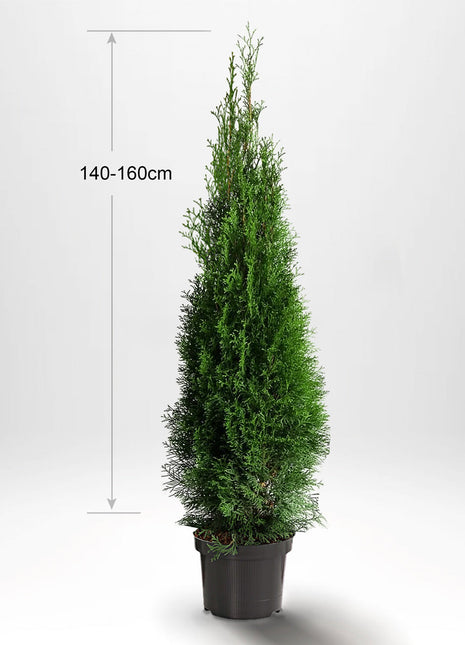 Thuja Smaragd 140-160 cm, Krukad, Kvalitet: Standard