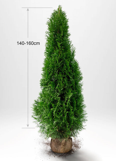 Thuja Smaragd 140-160 cm, RB, Kvalitet: Landskapskvalitet
