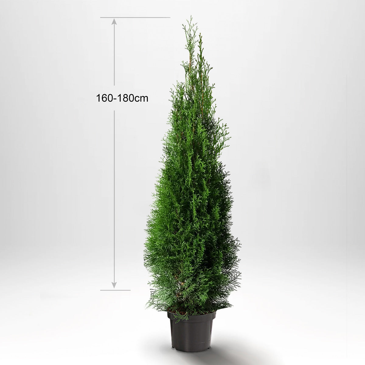 Thuja Smaragd 160-180 cm, Pottedyrket, Kvalitet: Standard