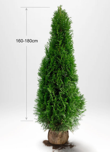 Thuja Smaragd 160-180 cm, RB, Kvalitet: Landskapskvalitet