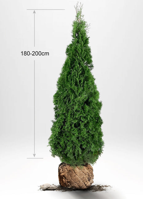 Thuja Smaragd 180-200 cm, RB, Kvalitet: Landskapskvalitet