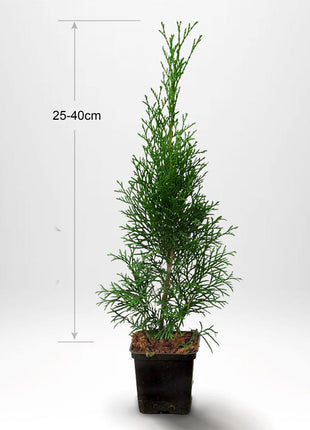 Thuja Smaragd 25-40cm, Krukad, Kvalitet: Standard 