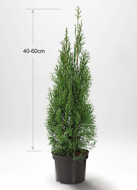 Thuja Smaragd 40-60cm, Krukad, Kvalitet: Standard