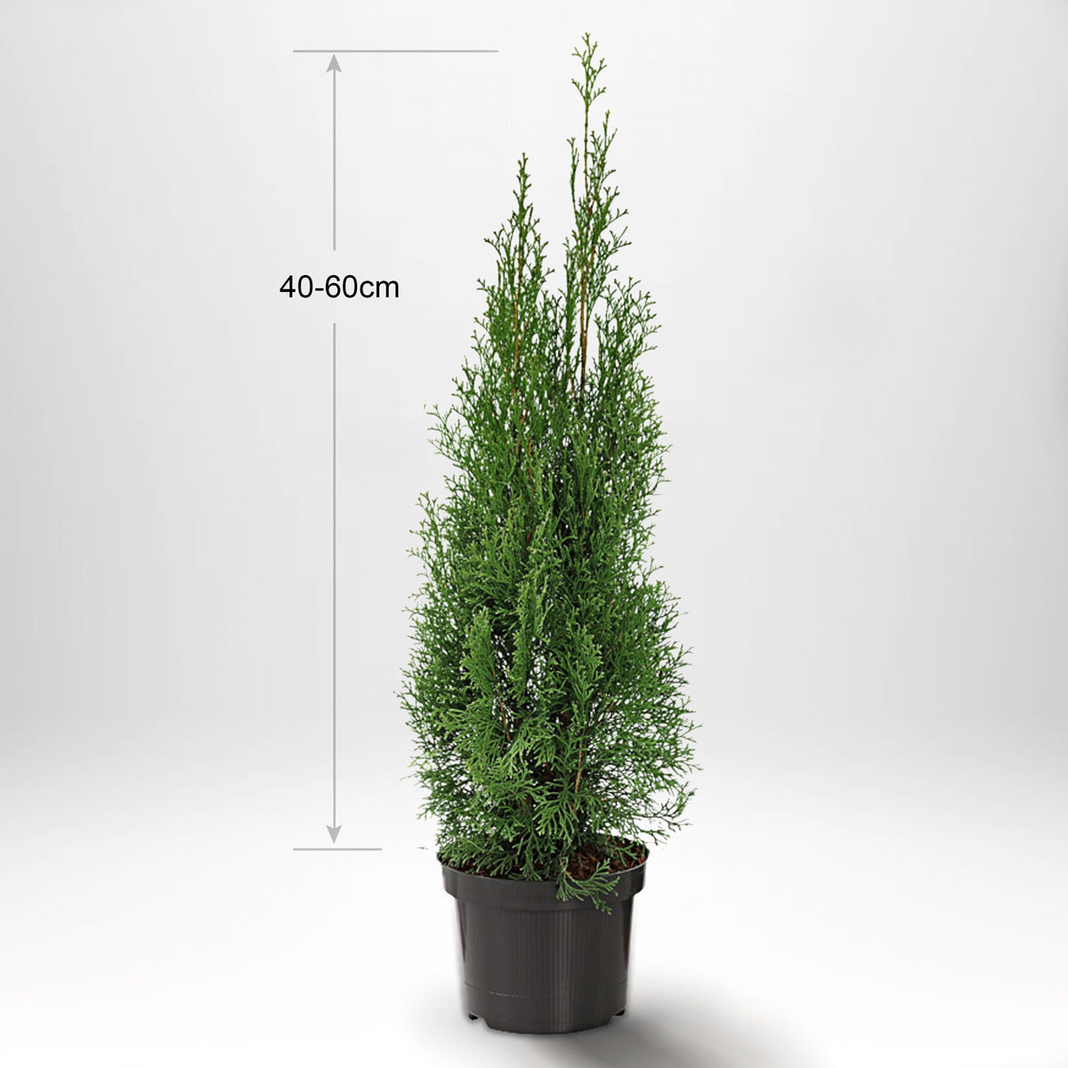 Thuja Smaragd 40-60cm, Pottedyrket, Kvalitet: Standard