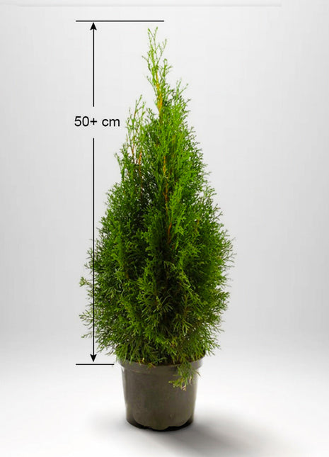 Thuja Smaragd 50+ cm, krukväxt, kvalitet A