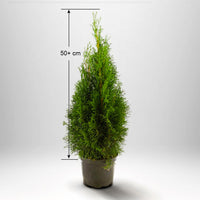 Thuja Smaragd 50+ cm, Pottedyrket, Kvalitet A
