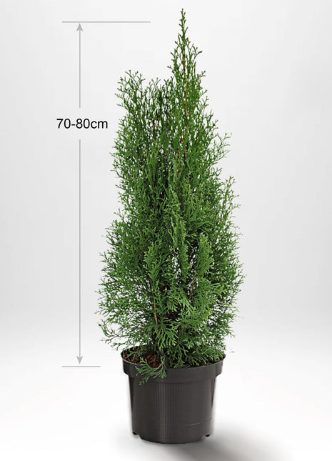 Thuja Smaragd 60-80 cm, Krukad, Kvalitet: Standard