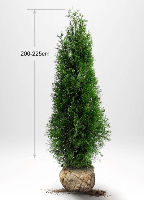 Thuja Smaragd 200-225, RB, Kvalitet: Standard