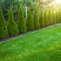 Thuja Smaragd 60-80 cm, Pottedyrket 3L, Kvalitet: Landscape Quality