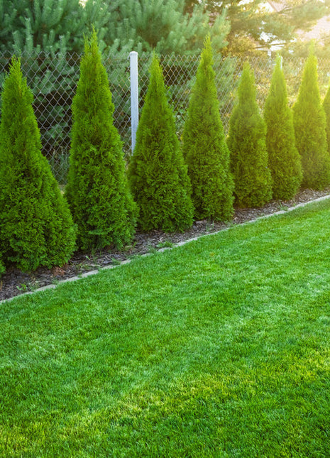 Thuja Smaragd 180-200 cm, RB, Kvalitet: Landskapskvalitet