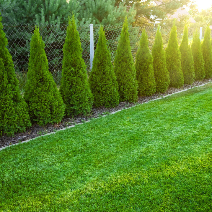 Thuja Smaragd 180-200 cm, RB, Kvalitet: Landscape Quality